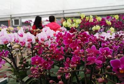 明天開幕！武漢第八屆迎春花市暨首屆梁子湖年貨節邀您賞花購年貨