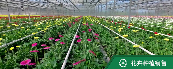 花卉種植銷售與紙制品銷售 綠色產(chǎn)業(yè)與日常需求的融合